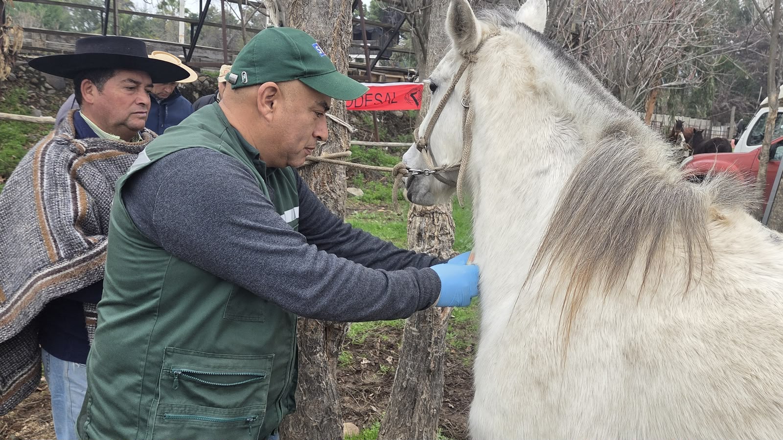 SAG extiende hasta 2028 plazo para identificar equinos de uso doméstico