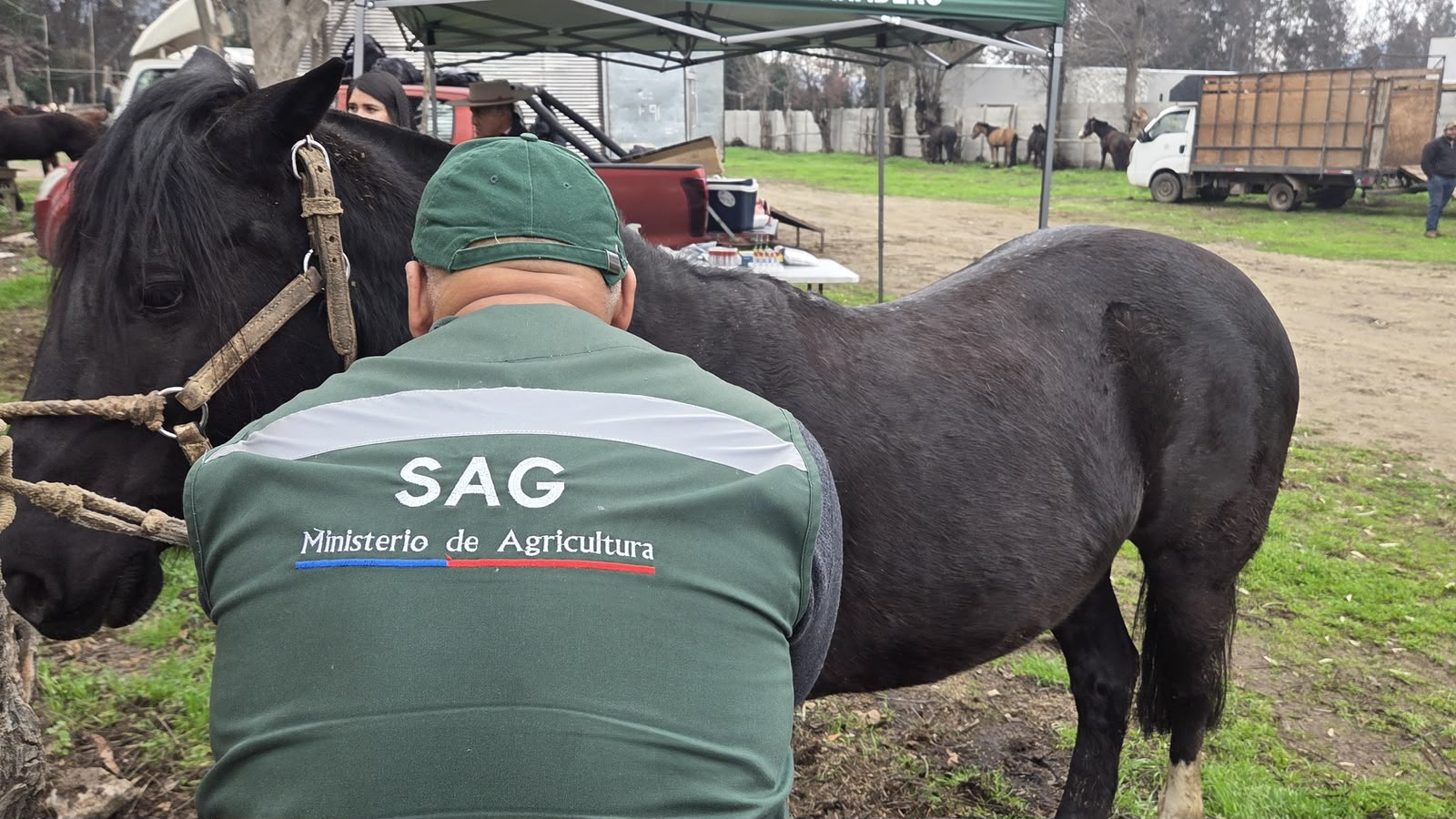 SAG extiende hasta 2028 plazo para identificar equinos de uso doméstico — foto 2